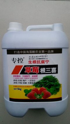 草莓苗高效移栽与病害防治全攻略 生根快、防烂根、促花芽