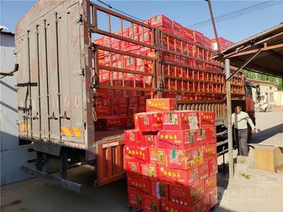 从源头到指尖 新疆和田大枣的电商之路与农药规范之重