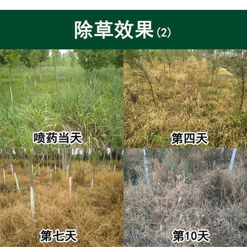 常见除草剂种类、应用与选购指南 从敌草快到草甘膦全面解析