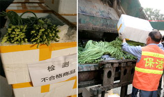 广州依法集中销毁农药残留超标豇豆，守护餐桌安全防线